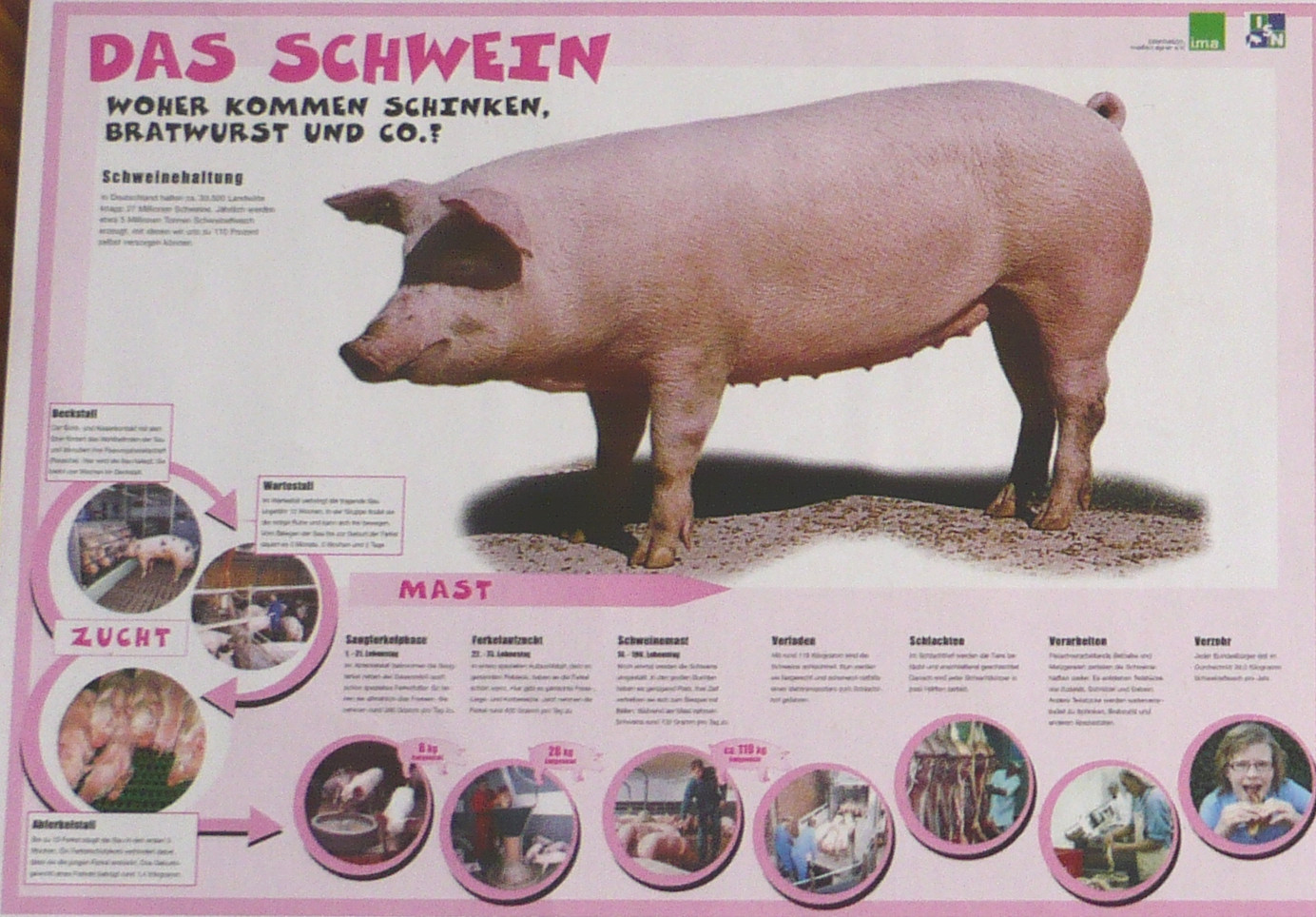 Poster „Das Schwein“ von information.medien.agrar