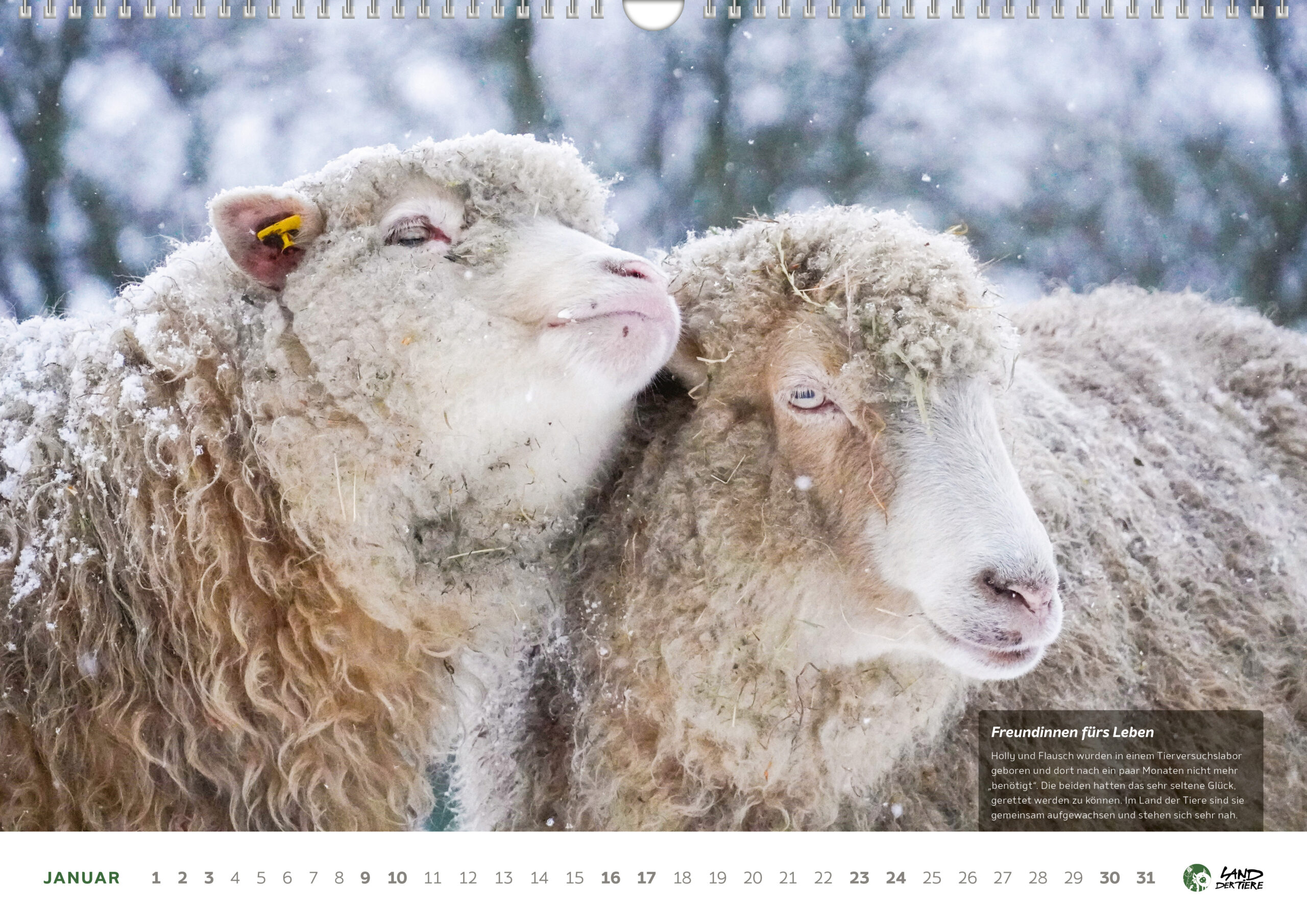 Kalenderblatt Januar 2027. Zwei Schafe kuscheln miteinander. Zarte Schneeflocken fallen auf sie herunter. Rechts unten ein Textfeld: Freundinnen fürs Leben. Holly und Flausch wurden in einem Tierversuchslabor geboren und dort nach ein paar Monaten nicht mehr "benötigt". Die beiden hatten das sehr seltene Glück, gerettet werden zu können. Im Land der Tiere sind sie gemeinsam aufgewachsen und stehen sich sehr nahe.