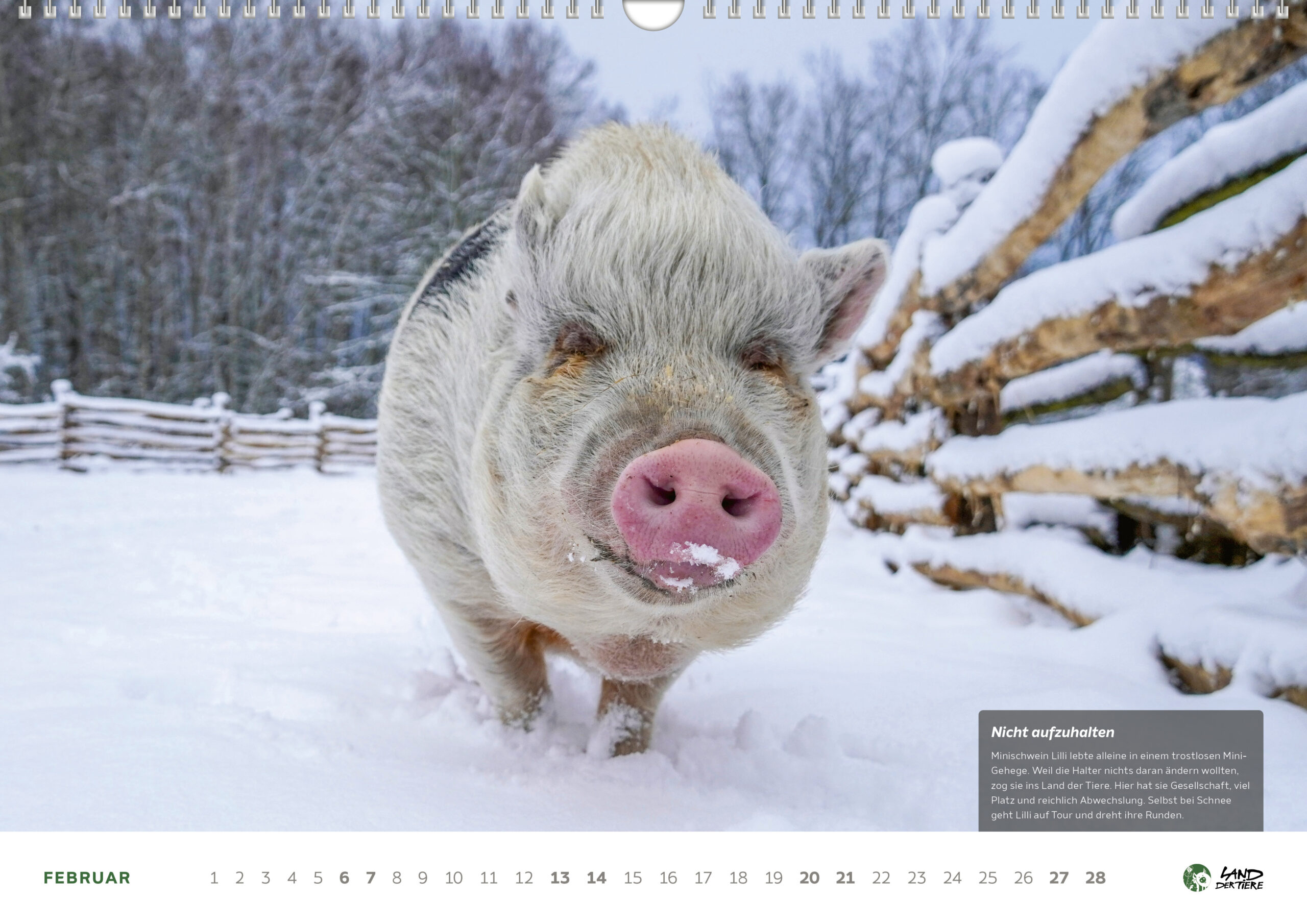 Kalenderblatt Februar 2027. Ein Schwein läuft im Schnee. Rechts unten ein Textfeld: Nicht aufzuhalten. Minischwein Lilli lebte allein in einem trostlosen Mini-Gehege.Weil die Halter nichts daran ändern wollten, zog sie ins Land der Tiere. Hier hat sie Gesellschaft, viel Platz und reichlich Abwechslung. Selbst bei Schnee geht Lilli auf Tour und dreht ihre Runden.