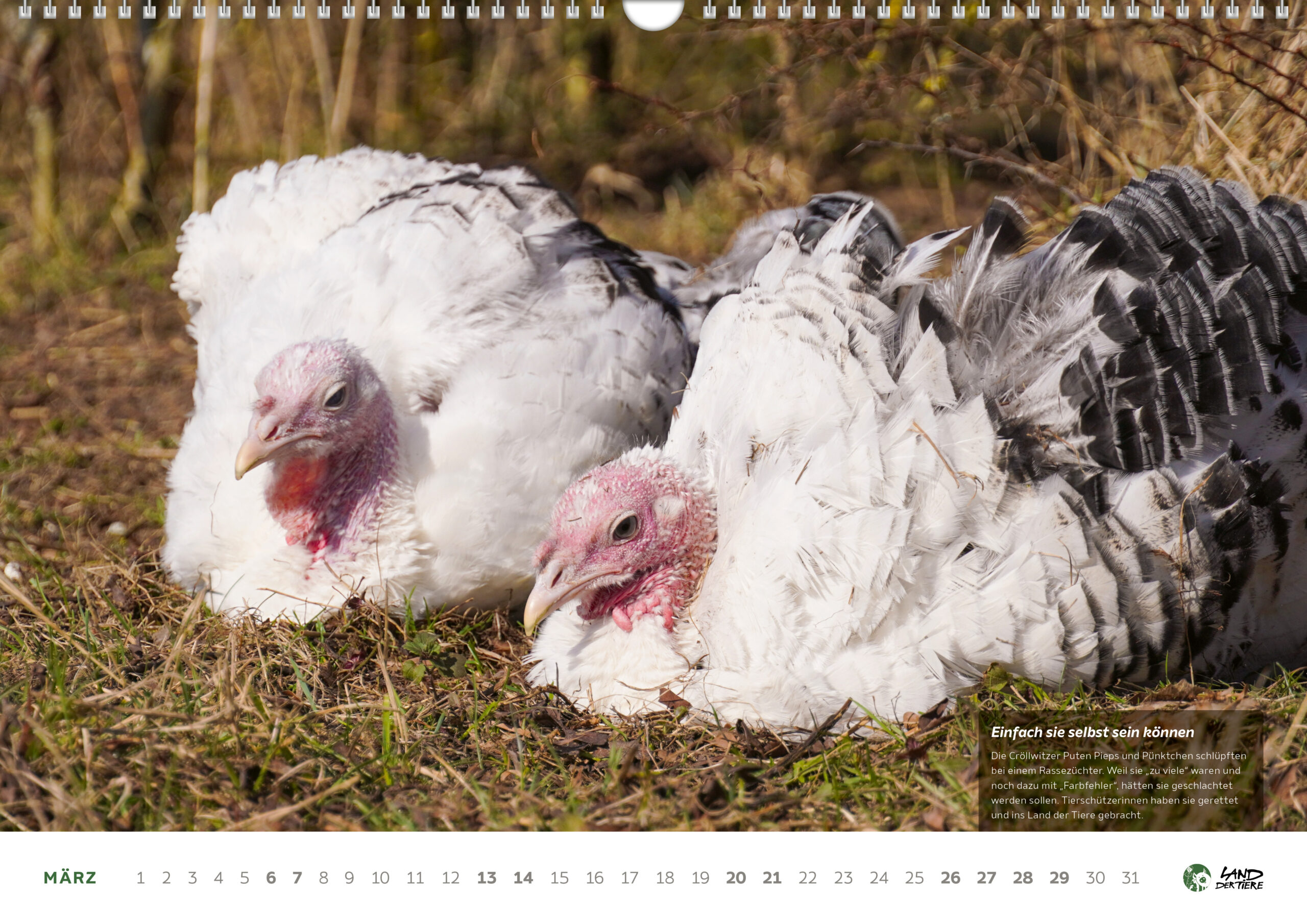 Kalenderblatt März 2027. Zwei Puten liegen entspannt nebeneinander auf der Wiese. Rechts unten ein Textfeld: Einfach sie selbst sein können. Die Cröllwitzer Puten Pieps und Pünktchen schlüpften bei einem Rassezüchter. Weil sie "zu viele" waren und noch dazu mit "Farbfehlern", hätten sie geschlachtet werden sollen. Tierschützerinnen haben sie gerettet und ins Land der Tiere gebracht.